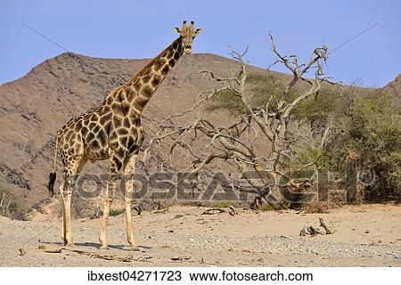 Angola Giraffe (Giraffa camelopardalis angolensis), an das Wustenleben angepasste Giraffe, Namib-Wuste, Hoanib, Kaokoveld, Kaokoveld, Provinz Kunene, Namibia, Afrika View Large Photo Image Stock Image - Angola Giraffe (Giraffa camelopardalis angolensis), an das Wustenleben angepasste Giraffe, Namib-Wuste, Hoanib, Kaokoveld, Kaokoveld, Provinz Kunene, Namibia, Afrika. Fotosearch