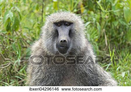 Anubispavian (Papio anubis), Portrait, Lake Nakuru Nationalpark, Kenia, Afrika View Large Photo Image Stock Photograph - Anubispavian (Papio anubis), Portrait, Lake Nakuru Nationalpark, Kenia, Afrika. Fotosearch