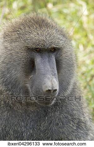 Anubispavian (Papio anubis), Tierportrait, Lake Nakuru Nationalpark, Kenia, Afrika View Large Photo Image Stock Image - Anubispavian (Papio anubis), Tierportrait, Lake Nakuru Nationalpark, Kenia, Afrika. Fotosearch