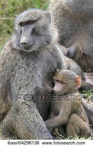 Anubispavian (Papio anubis), Weibchen saugt Jungtier, Lake Nakuru Nationalpark, Kenia, Afrika View Large Photo Image Stock Photograph - Anubispavian (Papio anubis), Weibchen saugt Jungtier, Lake Nakuru Nationalpark, Kenia, Afrika. Fotosearch
