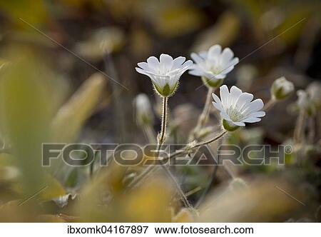 Arktisches Hornkraut (Cerastium arcticum), Nordost-Gronland-Nationalpark, Gronland, Nordamerika View Large Photo Image Stock Photo - Arktisches Hornkraut (Cerastium arcticum), Nordost-Gronland-Nationalpark, Gronland, Nordamerika. Fotosearch