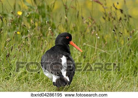 Austernfischer (Haematopus ostralegus), Texel, Westfriesische Inseln, Nordholland, Niederlande, Europa View Large Photo Image Stock Photography - Austernfischer (Haematopus ostralegus), Texel, Westfriesische Inseln, Nordholland, Niederlande, Europa. Fotosearch