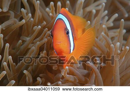 Australischer Anemonenfisch, auch Westaustralischer Anemonenfisch (Amphiprion rubrocinctus), Mindanaosee, auch Boholsee, Cebu, Philippinen, Asien View Large Photo Image Stock Photo - Australischer Anemonenfisch, auch Westaustralischer Anemonenfisch (Amphiprion rubrocinctus), Mindanaosee, auch Boholsee, Cebu, Philippinen, Asien. Fotosearch