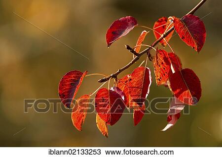 Stock Image - Autumn-colored leaves of a Pear tree (Pyrus). Fotosearch