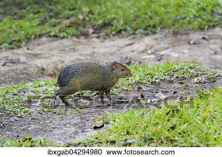 Azara-Aguti (Dasyprocta azarae), Mato Grosso do Sul, Brasilien, Sudamerika View Large Photo Image Stock Image - Azara-Aguti (Dasyprocta azarae), Mato Grosso do Sul, Brasilien, Sudamerika. Fotosearch