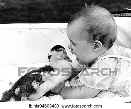 Baby plays with duck, England, Great Britain View Large Photo Image Stock Image - Baby plays with duck, England, Great Britain. Fotosearch