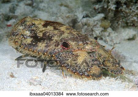 Barenkrebs (Parribacus antarcticus), Mindanaosee, auch Boholsee, Philippinen, Asien View Large Photo Image Picture - Barenkrebs (Parribacus antarcticus), Mindanaosee, auch Boholsee, Philippinen, Asien. Fotosearch