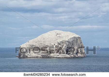 Bass Rock, Vulkanfelsen und Basstolpel-Kolonie im Firth of Forth, bei North Berwick, East Lothian, Schottland, Grossbritannien, Europa View Large Photo Image Picture - Bass Rock, Vulkanfelsen und Basstolpel-Kolonie im Firth of Forth, bei North Berwick, East Lothian, Schottland, Grossbritannien, Europa. Fotosearch