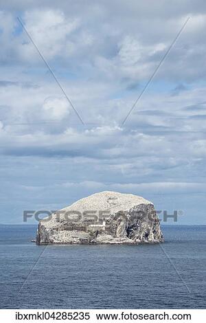 Bass Rock, Vulkanfelsen und Basstolpel-Kolonie im Firth of Forth, bei North Berwick, East Lothian, Schottland, Grossbritannien, Europa View Large Photo Image Stock Photography - Bass Rock, Vulkanfelsen und Basstolpel-Kolonie im Firth of Forth, bei North Berwick, East Lothian, Schottland, Grossbritannien, Europa. Fotosearch