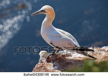 Basstolpel (Morus bassanus) auf Felsen, hinten Meer, Helgoland, Schleswig-Holstein, Deutschland, Europa View Large Photo Image Stock Photograph - Basstolpel (Morus bassanus) auf Felsen, hinten Meer, Helgoland, Schleswig-Holstein, Deutschland, Europa. Fotosearch