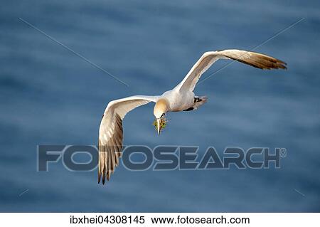 Basstolpel (Morus bassanus) mit Nistmaterial im Flug, Helgoland, Schleswig-Holstein, Deutschland, Europa View Large Photo Image Stock Photography - Basstolpel (Morus bassanus) mit Nistmaterial im Flug, Helgoland, Schleswig-Holstein, Deutschland, Europa. Fotosearch