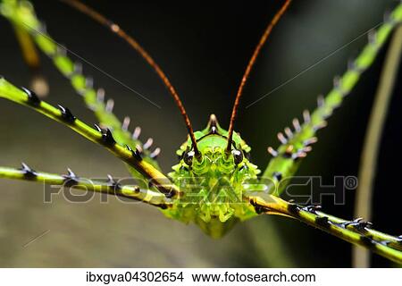 Bedornte Laubheuschrecke (Championica sp. ), Portrait, Nebelregenwald, Cosanga, Ecuador, Sudamerika View Large Photo Image Picture - Bedornte Laubheuschrecke (Championica sp. ), Portrait, Nebelregenwald, Cosanga, Ecuador, Sudamerika. Fotosearch
