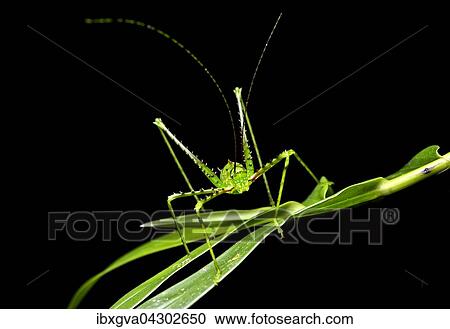 Stock Image - Bedornte Laubheuschrecke (Championica sp. ) auf Blatt, Nebelregenwald, Cosanga, Ecuador, Sudamerika. Fotosearch