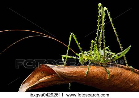 Bedornte Laubheuschrecke (Tettigoniidae), Anden Nebelregenwald, Mindo, Ecuador, Sudamerika View Large Photo Image Stock Image - Bedornte Laubheuschrecke (Tettigoniidae), Anden Nebelregenwald, Mindo, Ecuador, Sudamerika. Fotosearch