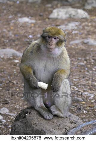 Berberaffe (Macaca sylvanus), bei Azrou, Meknes-Tafilalet, Marokko, Afrika View Large Photo Image Stock Photo - Berberaffe (Macaca sylvanus), bei Azrou, Meknes-Tafilalet, Marokko, Afrika. Fotosearch
