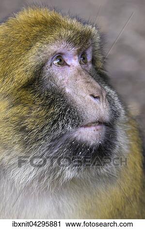 Berberaffe (Macaca sylvanus), Portrait, bei Azrou, Meknes-Tafilalet Marokko View Large Photo Image Stock Image - Berberaffe (Macaca sylvanus), Portrait, bei Azrou, Meknes-Tafilalet Marokko. Fotosearch