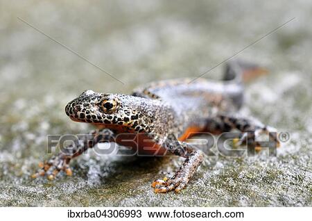 Bergmolch (Ichthyosaura alpestris) lauft auf Stein, Mannchen, Nordrhein-Westfalen, Deutschland, Europa View Large Photo Image Stock Image - Bergmolch (Ichthyosaura alpestris) lauft auf Stein, Mannchen, Nordrhein-Westfalen, Deutschland, Europa. Fotosearch