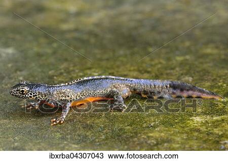 Stock Image - Bergmolch (Ichthyosaura alpestris) lauft auf Stein, Mannchen, Nordrhein-Westfalen, Deutschland, Europa. Fotosearch