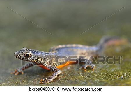 Bergmolch (Ichthyosaura alpestris) lauft auf Stein, Mannchen, Nordrhein-Westfalen, Deutschland, Europa View Large Photo Image Stock Photo - Bergmolch (Ichthyosaura alpestris) lauft auf Stein, Mannchen, Nordrhein-Westfalen, Deutschland, Europa. Fotosearch