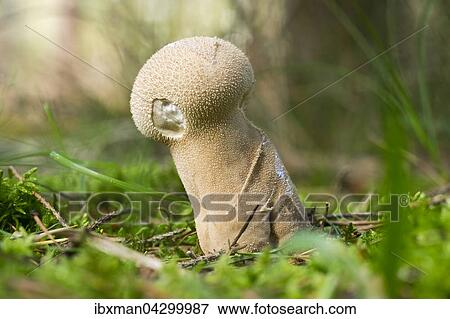 Stock Photo - Beutel-Staubling (Lycoperdon excipuliforme), Darsser Wald, Darss, Fischland-Darss-Zingst, Nationalpark Vorpommersche Boddenlandschaft, Mecklenburg-Vorpommern, Deutschland, Europa. Fotosearch