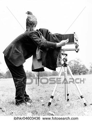 Bird of prey sits on photographer with view camera, England, Great Britain View Large Photo Image Stock Photograph - Bird of prey sits on photographer with view camera, England, Great Britain. Fotosearch