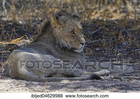 Black-maned lion (Panthera leo vernayi), young male lying in the shade at midday heat, alert, Kgalagadi Transfrontier Park, Northern Cape, South Africa, Africa View Large Photo Image Stock Photo - Black-maned lion (Panthera leo vernayi), young male lying in the shade at midday heat, alert, Kgalagadi Transfrontier Park, Northern Cape, South Africa, Africa. Fotosearch