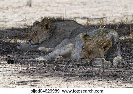Stock Photo - Black-maned lions (Panthera leo vernayi), two young males sleeping in the shade at midday heat, Kgalagadi Transfrontier Park, Northern Cape, South Africa, Africa. Fotosearch