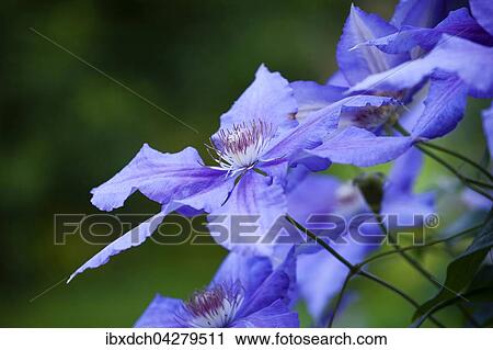 Blaue Clematis oder Waldreben (Clematis Daniel Deronda), Quebec, Kanada, Nordamerika View Large Photo Image Stock Image - Blaue Clematis oder Waldreben (Clematis Daniel Deronda), Quebec, Kanada, Nordamerika. Fotosearch