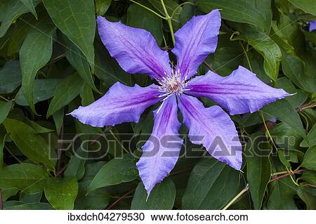 Blaue Clematis oder Waldreben (Clematis Daniel Deronda), Quebec, Kanada, Nordamerika View Large Photo Image Stock Image - Blaue Clematis oder Waldreben (Clematis Daniel Deronda), Quebec, Kanada, Nordamerika. Fotosearch
