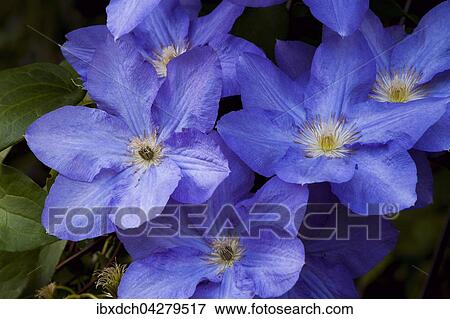 Stock Photo - Blaue Clematis oder Waldreben (Clematis), Quebec, Kanada, Nordamerika. Fotosearch