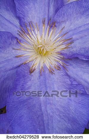 Blaue Clematis oder Waldreben (Clematis), Detail, Quebec, Kanada, Nordamerika View Large Photo Image Stock Photo - Blaue Clematis oder Waldreben (Clematis), Detail, Quebec, Kanada, Nordamerika. Fotosearch