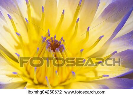 Blaue Kap-Seerose (Nymphaea capensis), Detail, Okavangodelta Naturreservat, Botswana, Afrika View Large Photo Image Stock Image - Blaue Kap-Seerose (Nymphaea capensis), Detail, Okavangodelta Naturreservat, Botswana, Afrika. Fotosearch