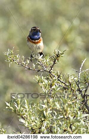 Blaukehlchen (Cyanosylvia svecica) mit Kafer im Schnabel, Texel, Westfriesische Inseln, Nordholland, Niederlande, Europa View Large Photo Image Stock Photo - Blaukehlchen (Cyanosylvia svecica) mit Kafer im Schnabel, Texel, Westfriesische Inseln, Nordholland, Niederlande, Europa. Fotosearch