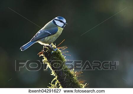 Stock Photo - Blaumeise (Parus caerulea) sitzt auf bemoostem Ast, Emsland, Niedersachsen, Deutschland, Europa. Fotosearch