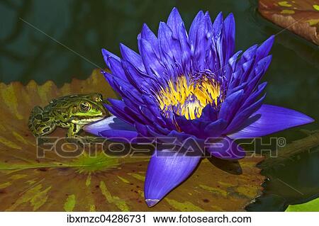 Bluhende Kap-Seerose (Nymphaea capensis) mit Teichfrosch (Pelophylax esculentus) auf einem Seerosenblatt, Bayern, Deutschland, Europa View Large Photo Image Stock Image - Bluhende Kap-Seerose (Nymphaea capensis) mit Teichfrosch (Pelophylax esculentus) auf einem Seerosenblatt, Bayern, Deutschland, Europa. Fotosearch