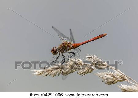 Blutrote Heidelibelle (Sympetrum sanguineum), Mannchen, Thuringen, Deutschland, Europa View Large Photo Image Stock Photograph - Blutrote Heidelibelle (Sympetrum sanguineum), Mannchen, Thuringen, Deutschland, Europa. Fotosearch