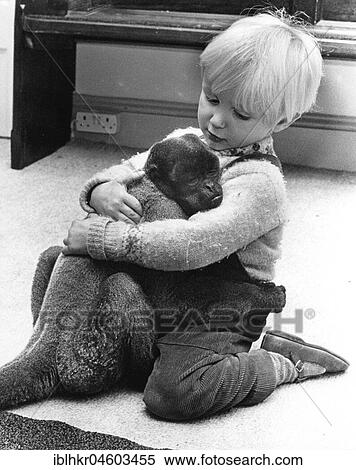 Boy hugs a monkey, England, Great Britain View Large Photo Image Stock Photography - Boy hugs a monkey, England, Great Britain. Fotosearch
