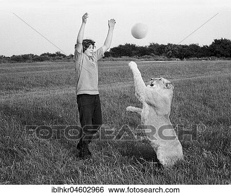 Stock Photograph - Boy playing ball with lions, England, Great Britain. Fotosearch