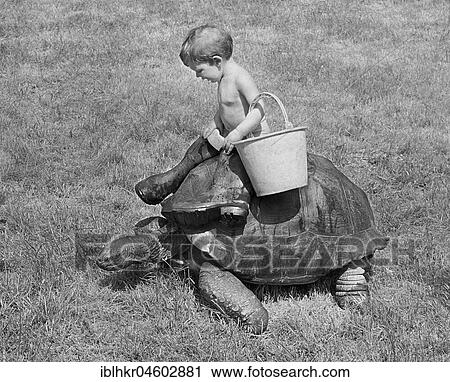 Boy rides on turtle, England, Great Britain View Large Photo Image Stock Image - Boy rides on turtle, England, Great Britain. Fotosearch