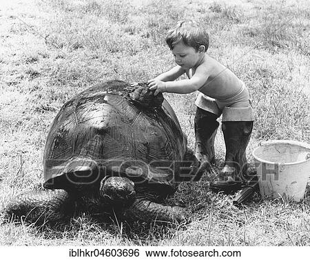 Stock Photograph - Boy washing a turtle, England, Great Britain. Fotosearch