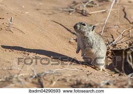 Brants' Pfeifratte (Parotomys brantsii) vor ihrem Bau, Kgalagadi-Transfrontier-Nationalpark, Nordkap Provinz, Sudafrika View Large Photo Image Stock Image - Brants' Pfeifratte (Parotomys brantsii) vor ihrem Bau, Kgalagadi-Transfrontier-Nationalpark, Nordkap Provinz, Sudafrika. Fotosearch