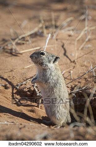 Stock Image - Brants' Pfeifratte (Parotomys brantsii) vor ihrem Bau, Kgalagadi-Transfrontier-Nationalpark, Nordkap Provinz, Sudafrika. Fotosearch