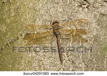 Stock Image - Braune Mosaikjungfer (Aeshna grandis), Mannchen ruht, Thuringen, Deutschland, Europa. Fotosearch