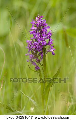 Breitblattriges Knabenkraut (Dactylorhiza majalis), Park Ebersdorf, Thuringen, Deutschland, Europa View Large Photo Image Stock Photo - Breitblattriges Knabenkraut (Dactylorhiza majalis), Park Ebersdorf, Thuringen, Deutschland, Europa. Fotosearch