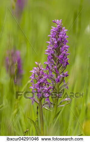 Breitblattriges Knabenkraut (Dactylorhiza majalis), Park Ebersdorf, Thuringen, Deutschland, Europa View Large Photo Image Stock Photograph - Breitblattriges Knabenkraut (Dactylorhiza majalis), Park Ebersdorf, Thuringen, Deutschland, Europa. Fotosearch