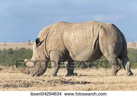 Breitmaulnashorn Ceratotherium Simum Frisst Trockenes Gras Ol Pejeta Reservat Kenia Afrika Picture Ibxeri Fotosearch