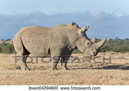 Breitmaulnashorn (Ceratotherium simum), Ol Pejeta Reservat, Kenia, Afrika View Large Photo Image Stock Image - Breitmaulnashorn (Ceratotherium simum), Ol Pejeta Reservat, Kenia, Afrika. Fotosearch