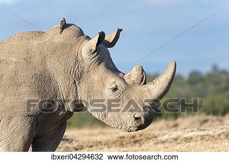 Stock Image - Breitmaulnashorn (Ceratotherium simum), Tierportrait, Ol Pejeta Reservat, Kenia, Afrika. Fotosearch