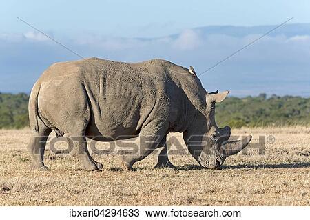 Breitmaulnashorn (Ceratotherium simum) frisst trockenes Gras, Ol Pejeta Reservat, Kenia, Afrika View Large Photo Image Stock Image - Breitmaulnashorn (Ceratotherium simum) frisst trockenes Gras, Ol Pejeta Reservat, Kenia, Afrika. Fotosearch