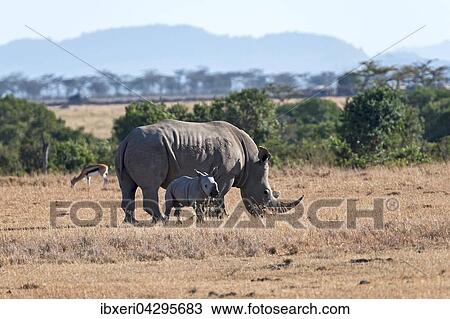Breitmaulnashorn (Ceratotherium simum) mit Jungtier beim Fressen, Ol Pejeta Reservat, Kenia, Afrika View Large Photo Image Stock Image - Breitmaulnashorn (Ceratotherium simum) mit Jungtier beim Fressen, Ol Pejeta Reservat, Kenia, Afrika. Fotosearch